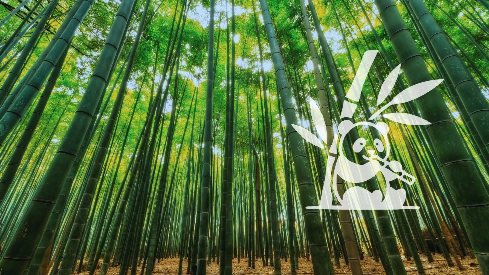 Foggy bamboo forest at dawn